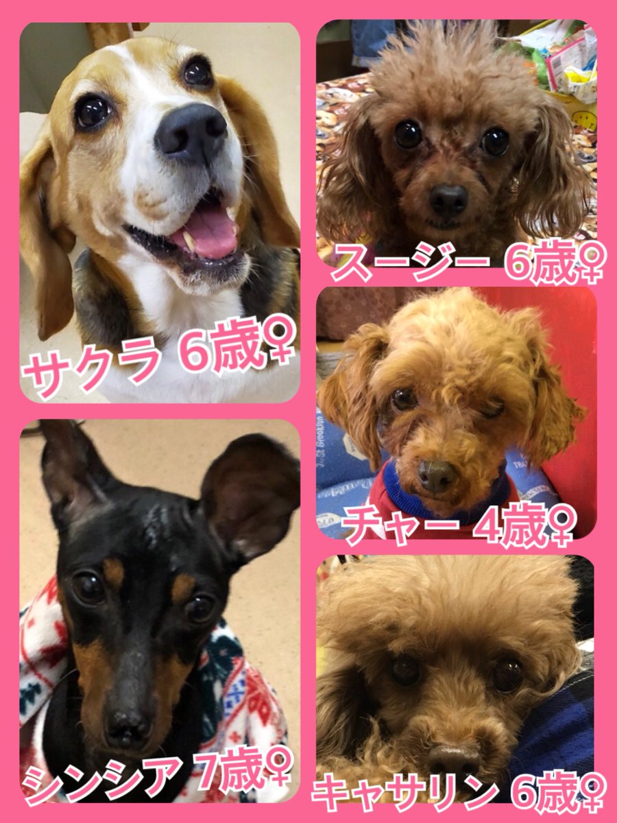 🐾今日はワンワンニャンの日🐶🐶🐱今日の里親様募集中ワンコ🐶メンバーです🐾2020,1,12